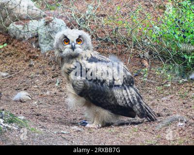 Young eagle owl in zoo Stock Photo