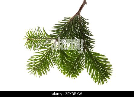 Spruce fir winter greenery background border for Christmas & New Year.  Minimalist composition on white. Top view, flat lay, copy space Stock Photo  - Alamy