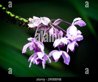 Spathoglottis plicata Calgary Zoo Alberta Stock Photo