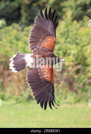 Harris's hawk flying on the green background Stock Photo