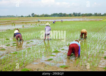 A farmer is planting young rice seeds by walking backwards in a muddy and fertile paddy field. Many farmers work together in groups. Stock Photo