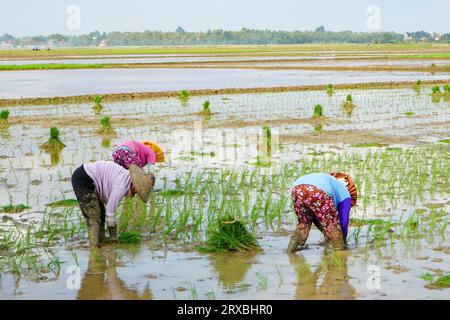 A farmer is planting young rice seeds by walking backwards in a muddy and fertile paddy field. Many farmers work together in groups. Stock Photo