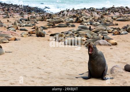 Cape Cross Seal Reserve in the South Atlantic in the Skeleton Coast, Namib desert, western Namibia. Home to one of the largest colonies of Cape fur se Stock Photo