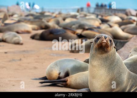 Cape Cross Seal Reserve in the South Atlantic in the Skeleton Coast, Namib desert, western Namibia. Home to one of the largest colonies of Cape fur se Stock Photo