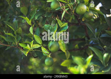 Lime Bush. Limes growing on the bush. Selective focus Stock Photo