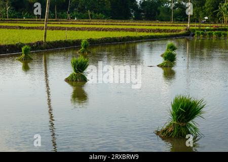 Many group bundle of rice seeds that are in the water or paddy field, rice seeds for planting. Field seeding rice is transplanted. Rice seeds are read Stock Photo