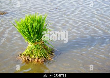 Many group bundle of rice seeds that are in the water or paddy field, rice seeds for planting. Field seeding rice is transplanted. Rice seeds are read Stock Photo