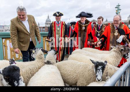 London, UK, 24th September 2023, Chef Freeman Richard Corrigan, Master of the Woolmen's Company -Alderman Vincent Keavney,  Sir Andrew Parlmley Lord Mayor of Locum Tenens and Sheriffs of the City lead the first Drive across Southwark Bridge, this annual charity event upholds the tradition of Freemen's rights to to 'drive' sheep across the River Thames.  Chrysoulla.Photography/Alamy Live News Stock Photo