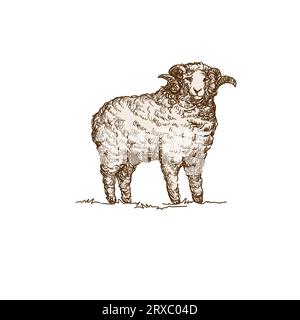 Illustration of a hand drawn sheep. Vector logo design. Stock Vector