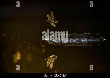 Dragonfly on rock in middle of water with spark at dawn in Kruger National park, South Africa Stock Photo