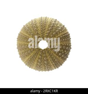 Fauna of Atlantic ocean around Gran Canaria - skeletons of Paracentrotus, sea urchin isolated on white background Stock Photo