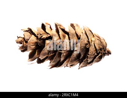 Cone of Pseudotsuga menziesii, Douglas fir, isolated on white background Stock Photo