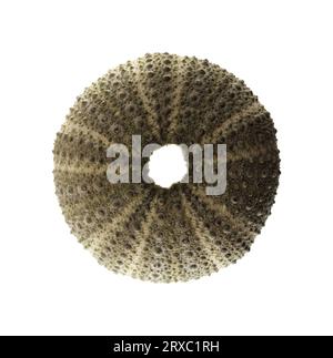 Fauna of Atlantic ocean around Gran Canaria - skeletons of Paracentrotus, sea urchin isolated on white background Stock Photo