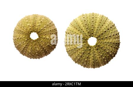 Fauna of Atlantic ocean around Gran Canaria - skeletons of Paracentrotus, sea urchin isolated on white background Stock Photo