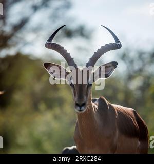 Common Impala horned male portrait in backlit in Kruger National park, South Africa ; Specie Aepyceros melampus family of Bovidae Stock Photo