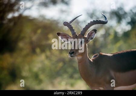 Common Impala horned male portrait in backlit in Kruger National park, South Africa ; Specie Aepyceros melampus family of Bovidae Stock Photo