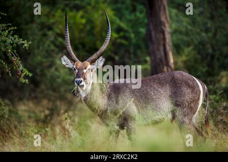 Common Waterbuck horned male in green savannah in Kruger National park, South Africa ; Specie Kobus ellipsiprymnus family of Bovidae Stock Photo