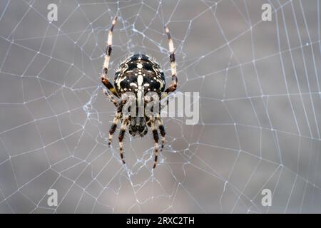 In the garden, there is a garden spider known as Araneus diadematus. It can be seen from a top view on its web. Stock Photo