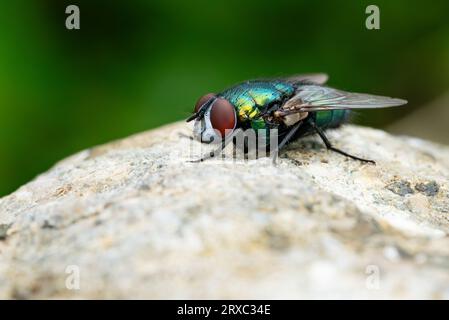 Macro green house fly on the rock in the garden Stock Photo