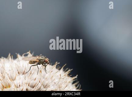 Dolichopus popularis long leg fly on flower Stock Photo