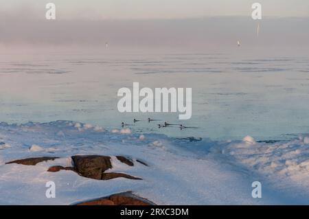 Birds swimming among the ice on extremely cold morning by the sea in Pori, Finland Stock Photo