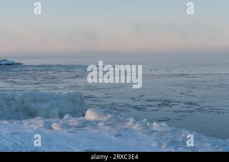 Birds swimming among the ice on extremely cold morning by the sea in Pori, Finland Stock Photo