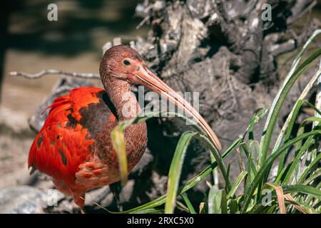 Portrait of scarlet ibis (Eudocimus ruber) a species of ibis in the bird family Threskiornithidae. Photography of nature and wildlife. Stock Photo