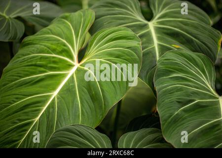 Tropical philodendron melanochrysum green plant. Photography of lively nature. Stock Photo