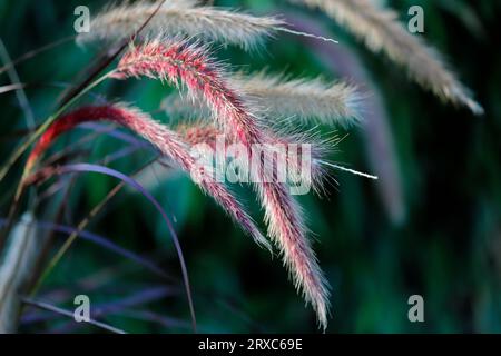 Close-up of crimson fountaingrass on the spring field. Macro photography of lively nature. Stock Photo