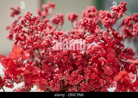 Beautiful red decorative flowers and berries stand in a vase on a sunny winter day Stock Photo