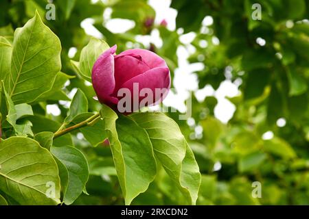 Tulip magnolia Lennei in August Stock Photo