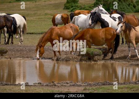 New Forest ponies and cows gather around a shallow watering hole on Plaitford common during dry weather to drink and cool off. Stock Photo