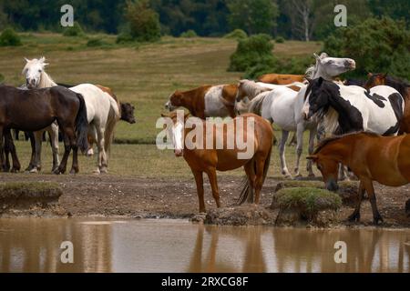 New Forest ponies and cows gather around a shallow watering hole on Plaitford common during dry weather to drink and cool off. Stock Photo