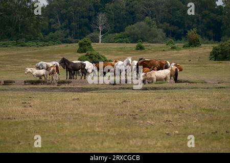 New Forest ponies and cows gather around a shallow watering hole on Plaitford common during dry weather to drink and cool off. Stock Photo