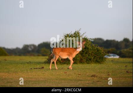 A single Fallow deer seen walking near a car park in The New Forest caught in the evening sun. Stock Photo