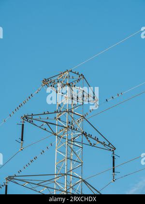 Birds sitting on a power line Stock Photo