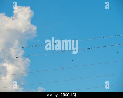 Birds sitting on a power line Stock Photo
