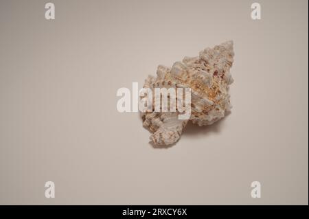 twisted mollusc shell on a white background Stock Photo