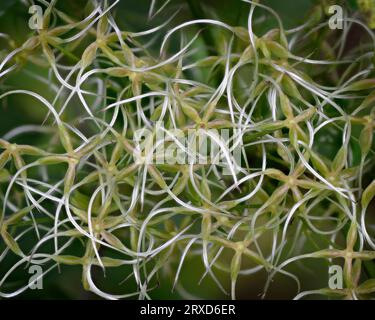 Wild Clematis, Clematis terniflora, in abstract.  A Japanese invasive vine. Native to Norway, Ecuador and asia. Also known as sweet buttercup. Common Stock Photo