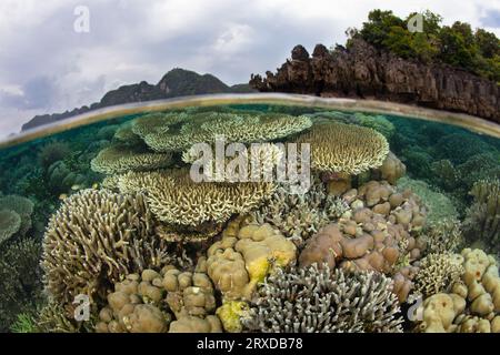 A healthy, shallow coral reef thrives in Raja Ampat, Indonesia. This remote, tropical region harbors extraordinary marine biodiversity. Stock Photo