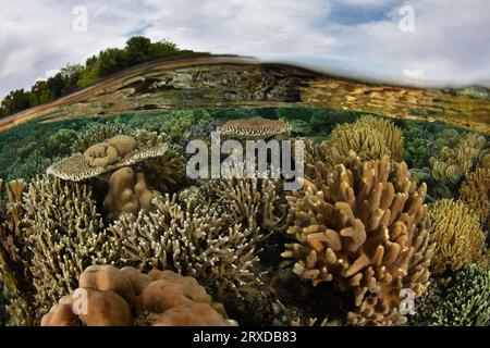 A healthy, shallow coral reef thrives in Raja Ampat, Indonesia. This remote, tropical region harbors extraordinary marine biodiversity. Stock Photo