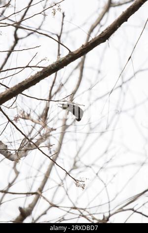 Yellow-bellied sapsucker woodpecker (Sphyrapicus varius) hanging upside down as it forages on a small branch with a gray sky in the background Stock Photo