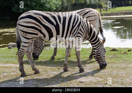 Couple of Zebras grazing along the side of the road at Parc Safari in Saint-Bernard-de-Lacolle, Quebec,Canada Stock Photo