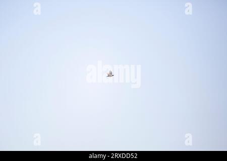 One eastern meadowlark (Sturnella magna) flying through the sky Stock Photo