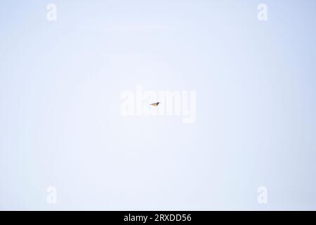 One eastern meadowlark (Sturnella magna) flying through the sky Stock Photo