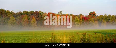 Colorful Wisconsin Forest Next To Farmland In September, Panorama Stock 