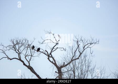 Great egret (Ardea alba) perched on a dead tree while two turkey vultures (Cathartes aura) look around from perches below Stock Photo