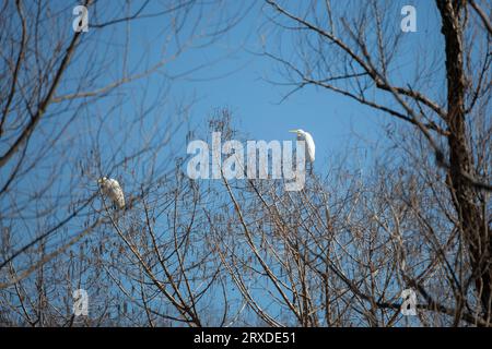 Two great egrets (Ardea alba) at the top of a tree against a blue sky Stock Photo