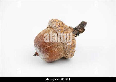 The single northern red oak acorn isolated on white background. Quercus rubra fruits. Close up. Detail. Stock Photo