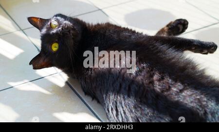 Cute black cat with yellow eyes and eartipped, lying on the floor under sunlight. Stock Photo